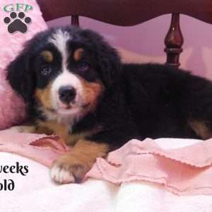 Lacey, Bernese Mountain Dog Puppy